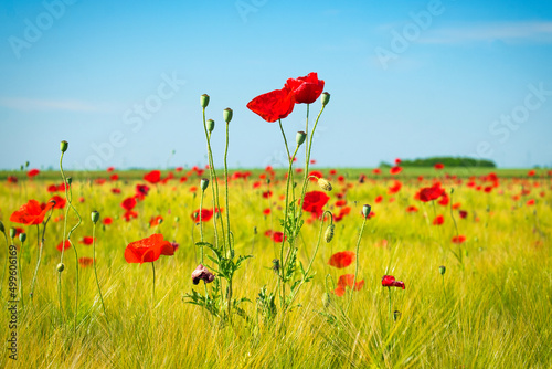 Red poppy field with blue sky