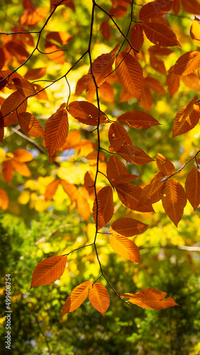 autumn leaves background