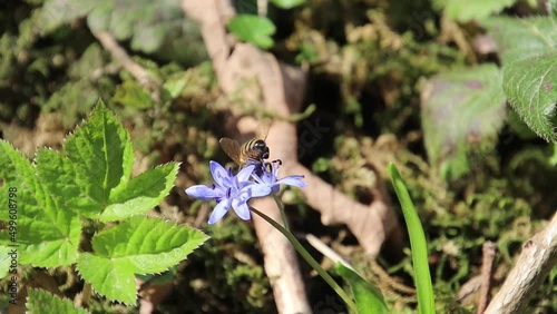 Honey bee collecting nectar and pollen on the blue blossom of a bifoliate squill, also called Scilla bifolia photo