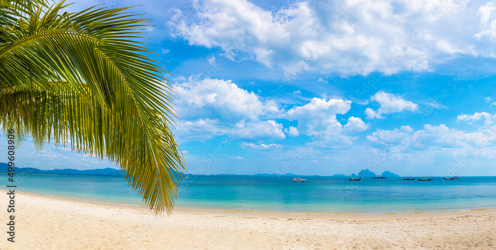 Palm tree branch over beach Palm tree branch over beach