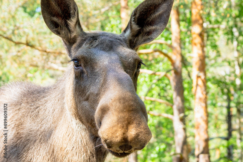 Bull moose portrait outdoors in the forest.