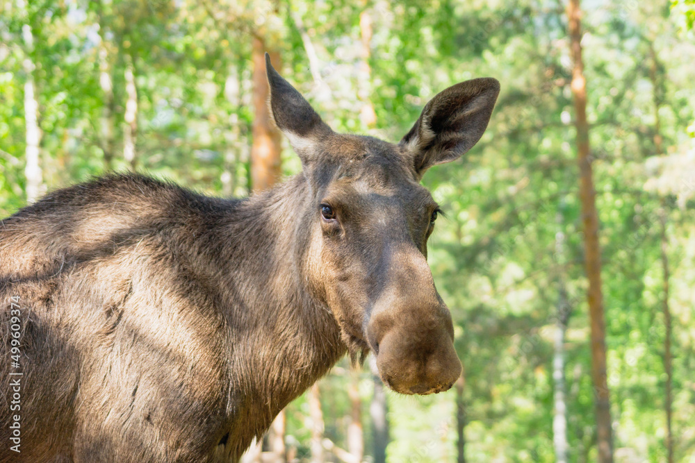 Bull moose portrait outdoors in the forest. Bull moose portrait outdoors in the forest.