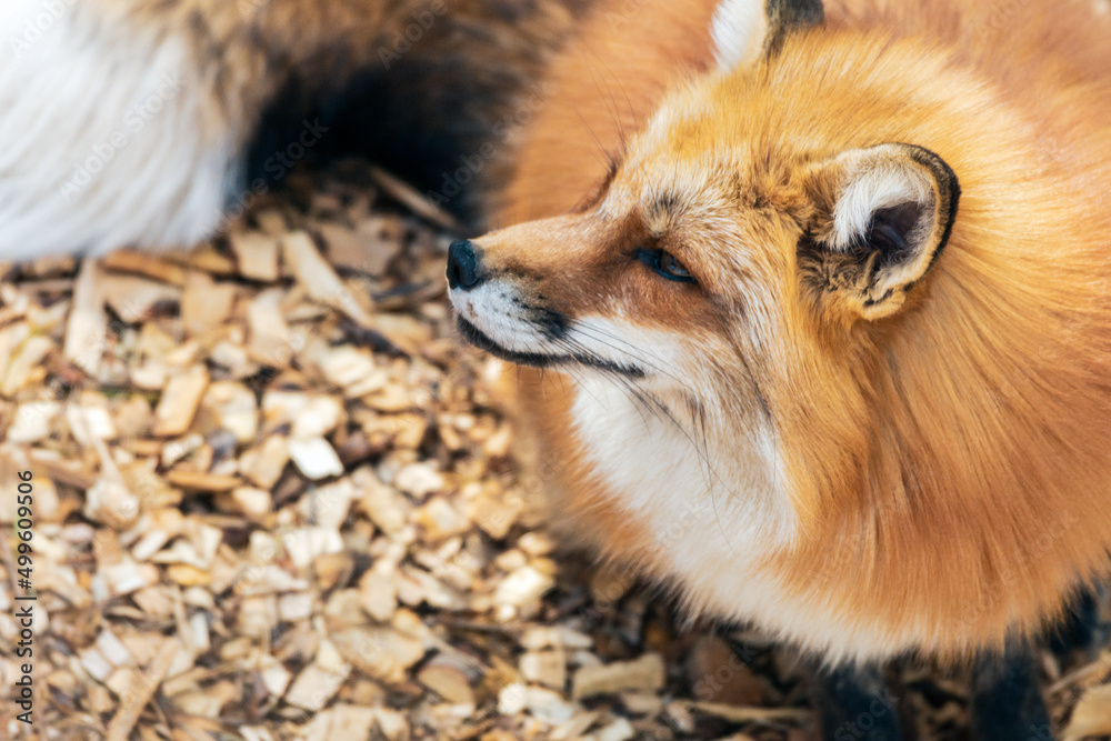 Vulpes vulpes red fox portrait outdoors in nature.