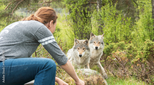 Bilde på lerret Man sitting next to canis lupus gray wolves in nature