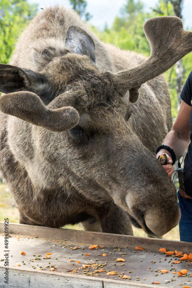Obraz premium Feeding bull moose in national park.