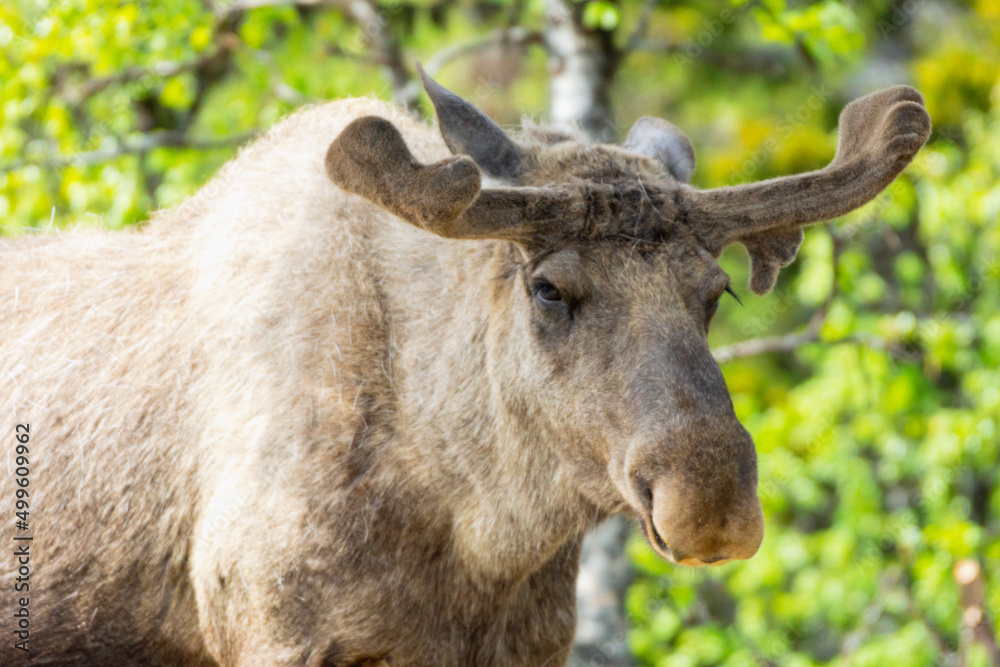 Big bull moose portrait outdoors in nature. Big bull moose portrait outdoors in nature.