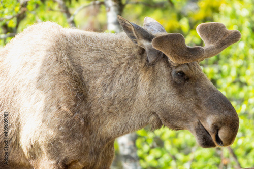 Big bull moose portrait outdoors in nature. © Jon Anders Wiken