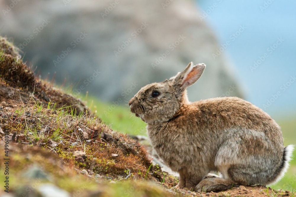 Fototapeta premium Bunny rabbit jumping free outdoors at farm.