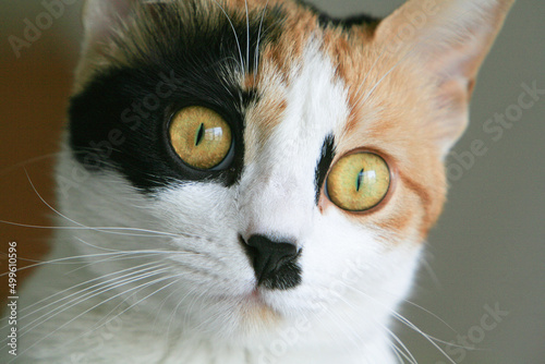 Close up of a young calico (tortoiseshell) cat in Beirut, Lebanon. photo