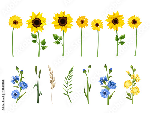 Set of blue and yellow sunflowers, gerbera flowers, cornflowers, dandelion flowers, and herbs isolated on a white background