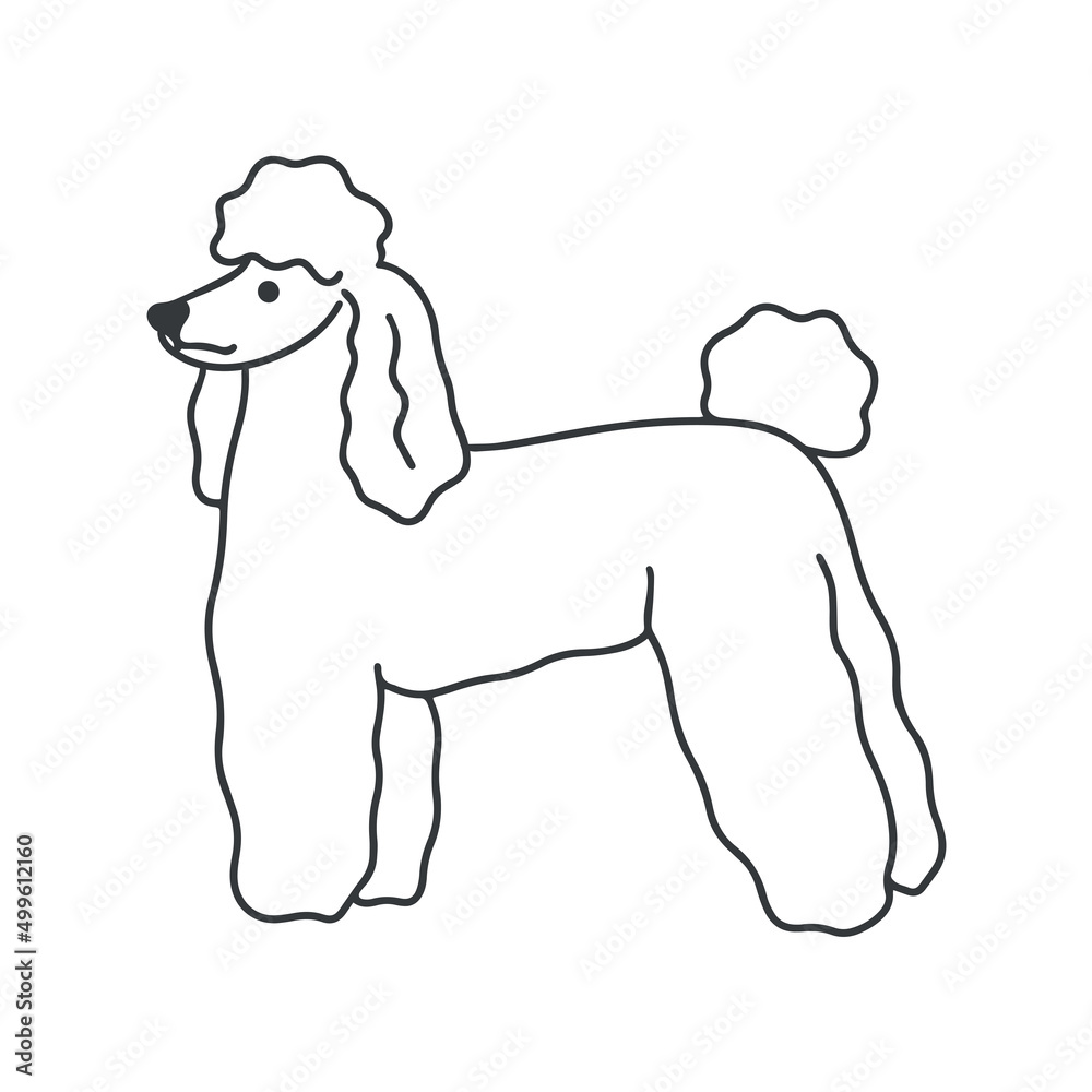 Poodle dog stands doodle style vector illustration. Fluffy curly white ...