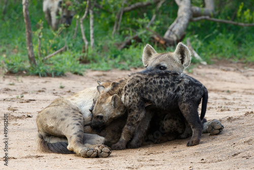 Spotted Hyena mother nursing her pups at the den with sunrise in Sabi Sands Game Reserve in South Africa