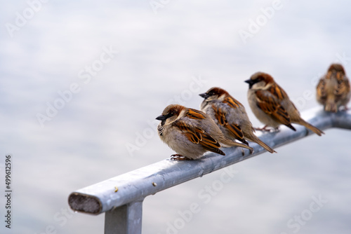 Close-up of sparrows sitting on metal handrail at border of Lake Geneva at City of Montreux on a blue cloudy spring morning. Photo taken April 4th, 2022, Montreux, Switzerland.