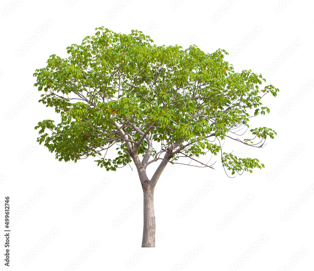 custom made wallpaper toronto digitalTree isolated on white background, With Clipping path.