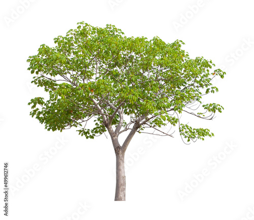 Tree isolated on white background  With Clipping path.