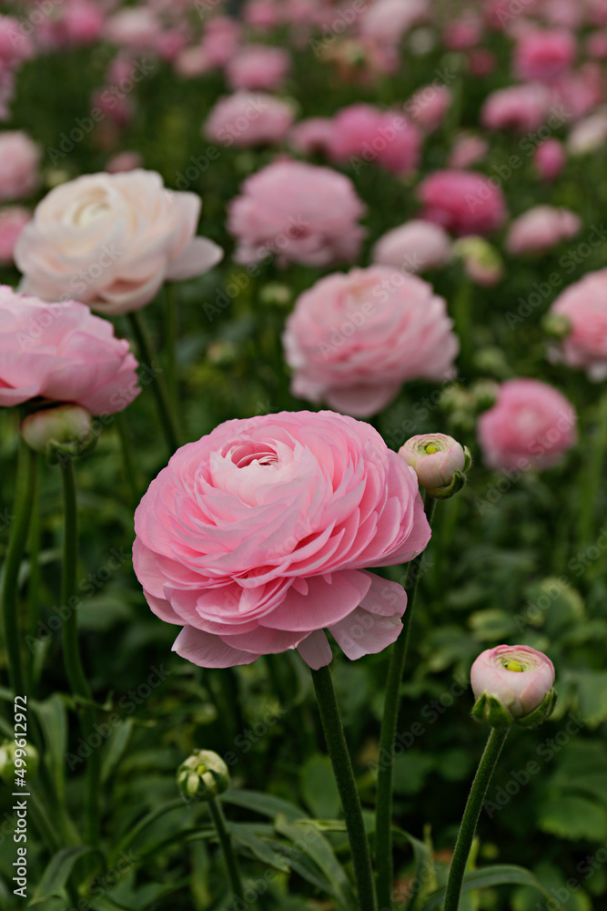 Close up shot of a beautiful blossoming ranunculus bud in the field. Persian buttercup flower farm at springtime blooming season. Copy space for text, colorful background. Close up shot of a beautiful blossoming ranunculus bud in the field. Persian buttercup flower farm at springtime blooming season. Copy space for text, colorful background.