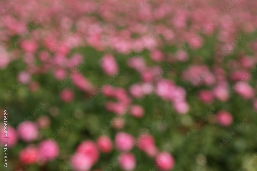 Selective focus. Blurred shot of a beautiful blossoming flowering ranunculus in the field. Persian buttercup flower farm at springtime blooming season. Copy space for text, colorful background.