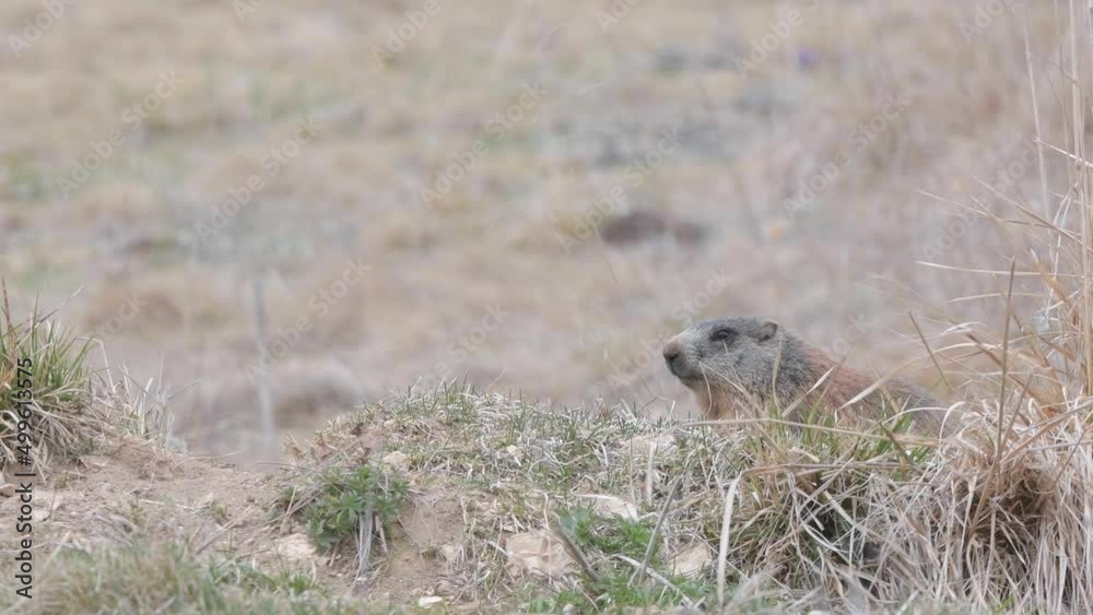 Alpine marmot on burrow (Marmota marmota) Alpine marmot on burrow (Marmota marmota)