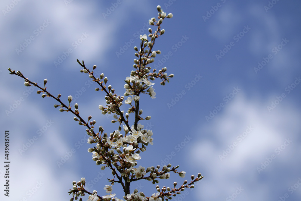 Zweige der Wildkirsche mit Knospen und weißen Blüten
