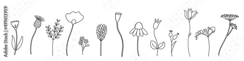 Wildflower line art set. Flower doodle botanical collection. Herbal and meadow plants, grass. Vector illustration isolated on white background.