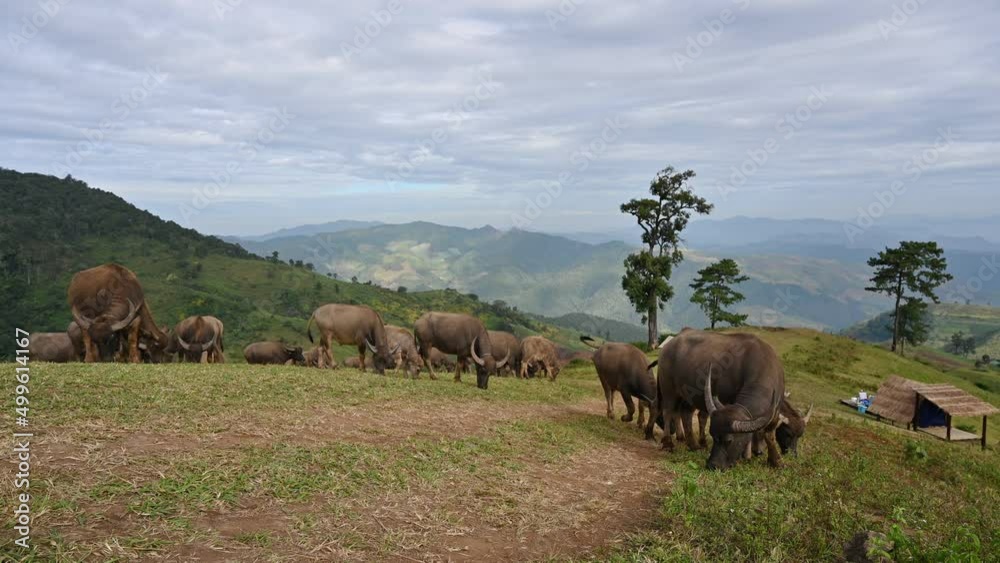 Herd of Buffalo grazing on hill in rural farmland at Doi Mae Tho Herd of Buffalo grazing on hill in rural farmland at Doi Mae Tho