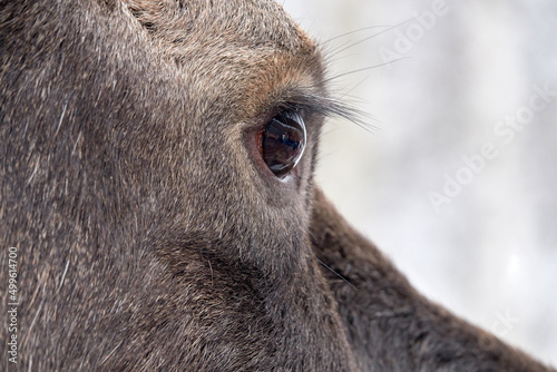 Moose in the reserve in winter. Moose eye. Close-up.