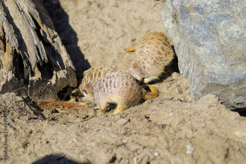 Obraz premium Animals in the zoo. Different animals in the zoo. The zoo opened in the spring
