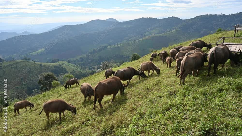 Herd of Buffalo grazing on hill in rural farmland at Doi Mae Tho Herd of Buffalo grazing on hill in rural farmland at Doi Mae Tho