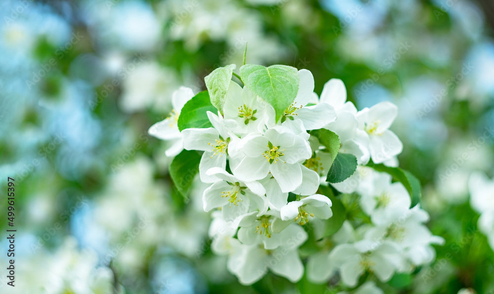 Apple tree branch with white flowers close-up. Spring, welcome. Selective focus, bokeh Apple tree branch with white flowers close-up. Spring, welcome. Selective focus, bokeh