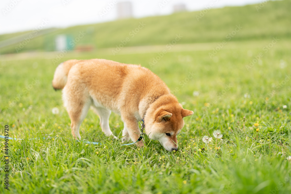 草原で花の匂いを嗅ぐ柴犬