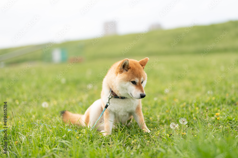 草原に佇む柴犬