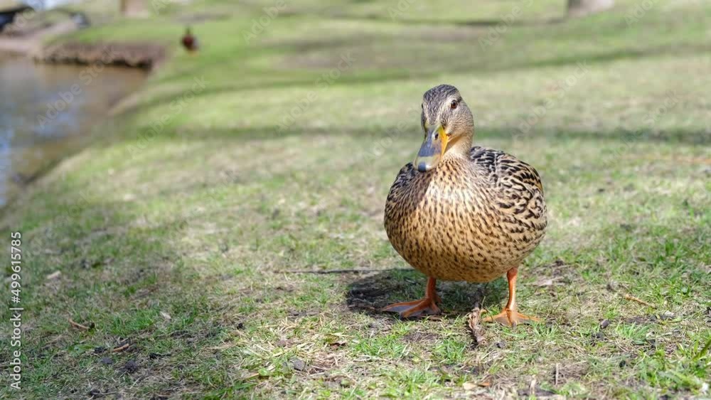 Beautiful duck in the city Park waiting for a treat. People feed ducks with bread. Sunny spring day. Close-up. High quality 4k footage Beautiful duck in the city Park waiting for a treat. People feed ducks with bread. Sunny spring day. Close-up. High quality 4k footage