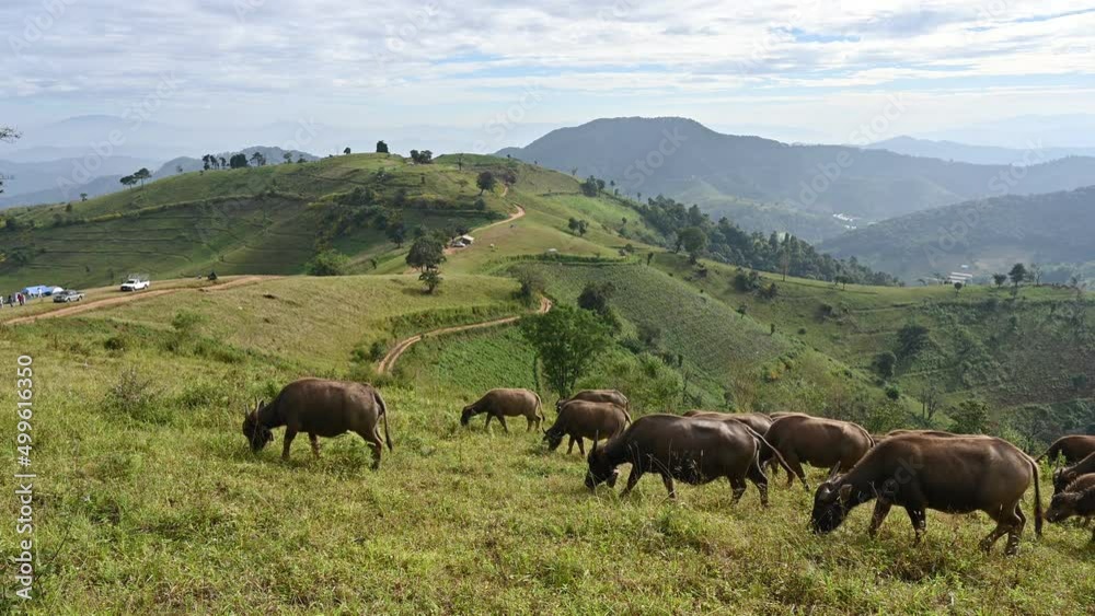 Herd of Buffalo grazing on agricultural hill in countryside Herd of Buffalo grazing on agricultural hill in countryside