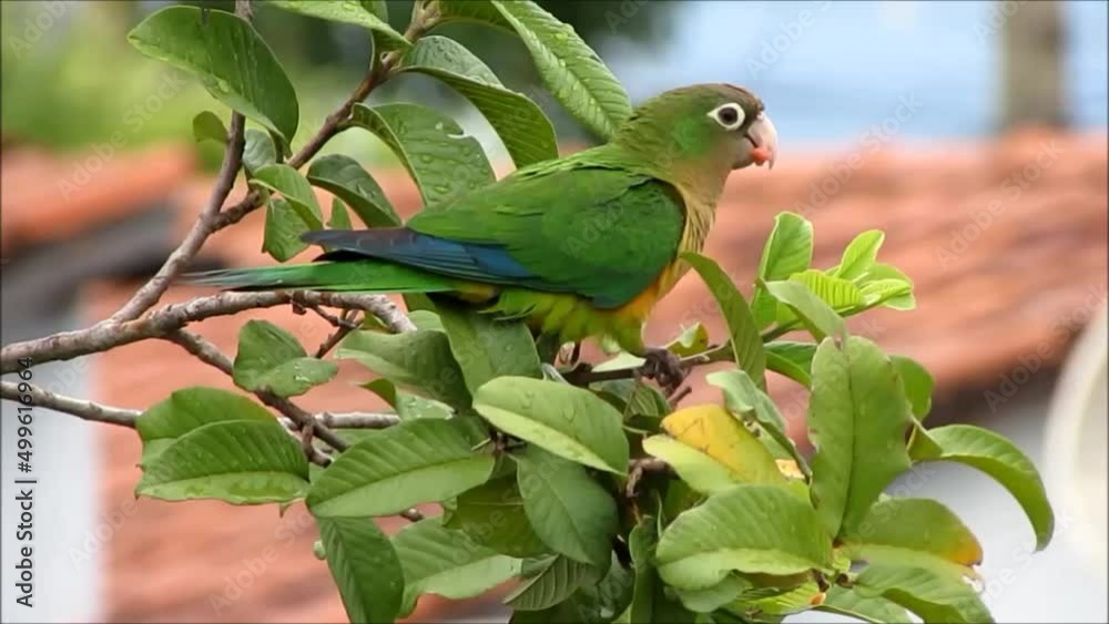 Maritaca