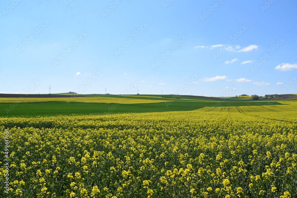 endlose Felder, gelber Raps und grünes Getreide in der Eifel