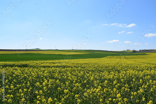 endlose Felder, gelber Raps und grünes Getreide in der Eifel