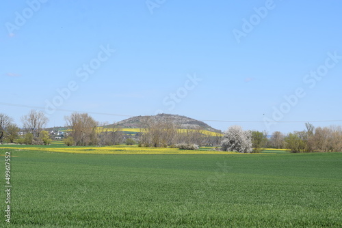 weiß blühende Böume mit gelben Felder und einem Vulkanhügel