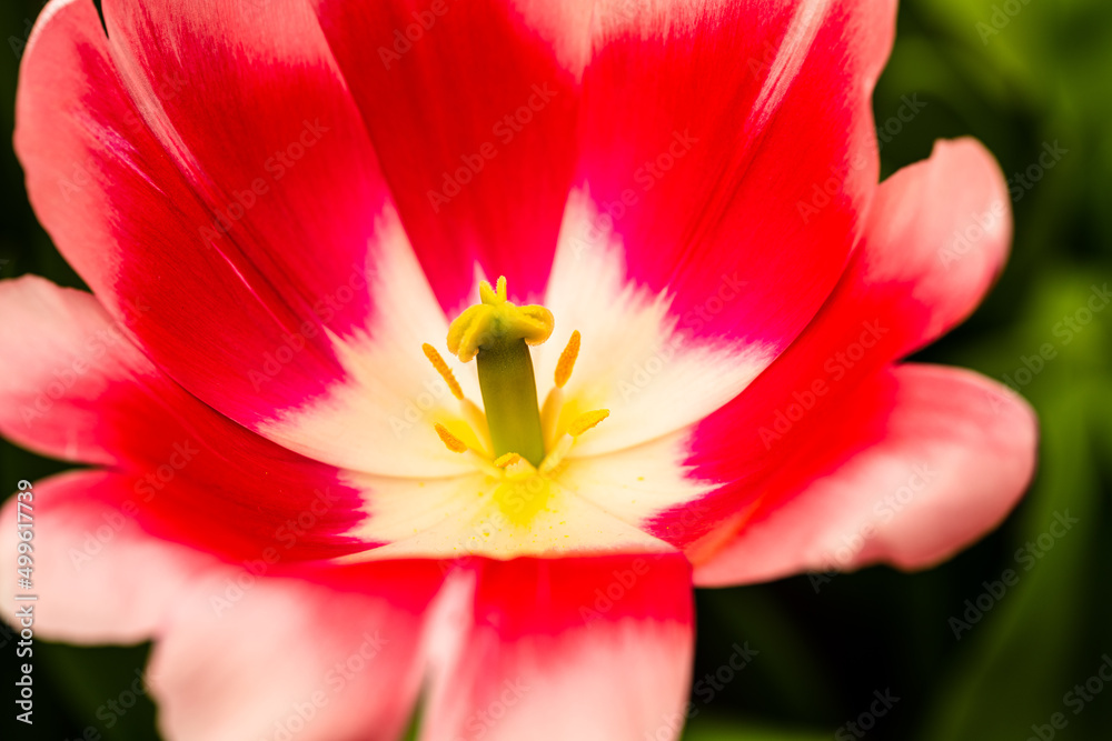 Tulip FlowerPower