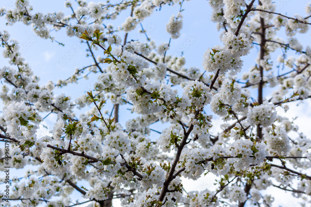 White flowers of the cherry blossoms on a spring day White flowers of the cherry blossoms on a spring day