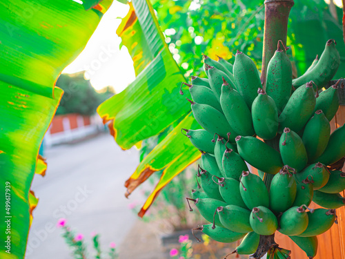 Banana on the tree, beside the fence of the house