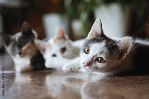 Cats on the floor in the interior