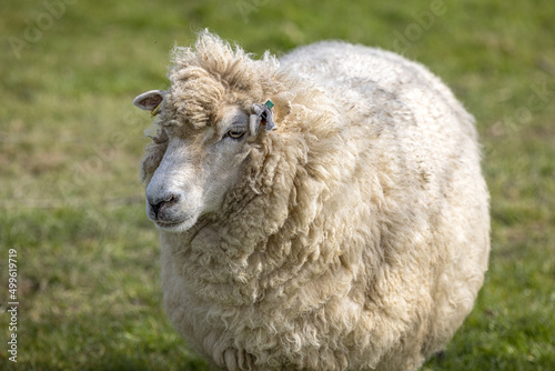 Romney Marsh sheep, Kent, England photo