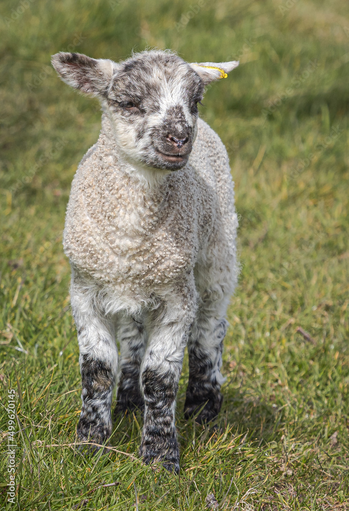 Newly born Romney Marsh lamb in the spring, Kent, England Newly born Romney Marsh lamb in the spring, Kent, England