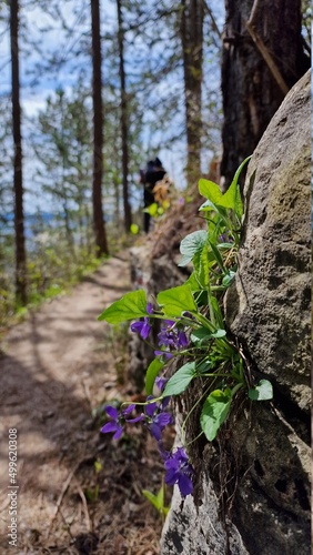hiking in the woods