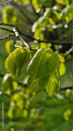 green leaves