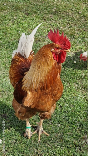 chicken