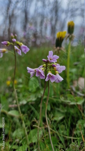 flowers in the meadow