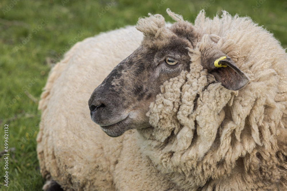 Suffolk Romney Cross sheep on the farm
