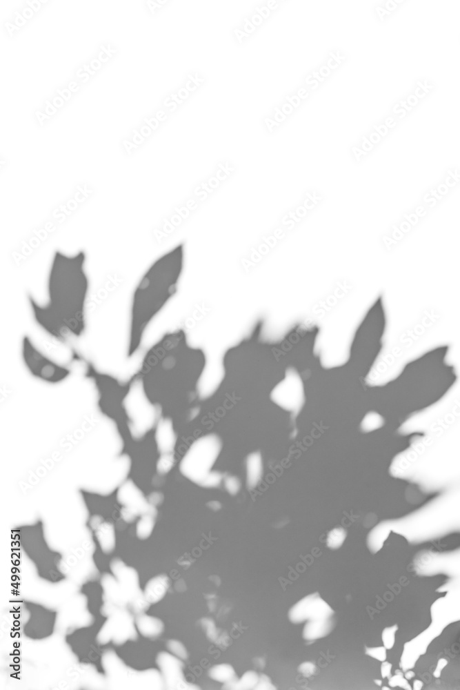 Abstract gray shadows from plant leaves on white background. Overlay effect for photo.