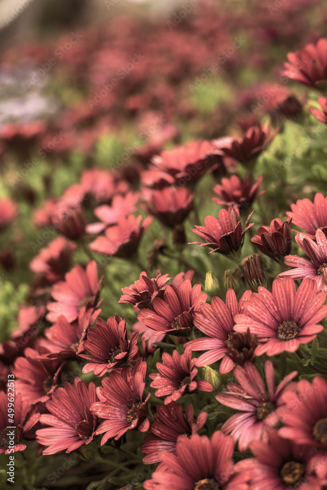 Photography of African daisies, sepia color in a garden. Photography of African daisies, sepia color in a garden.